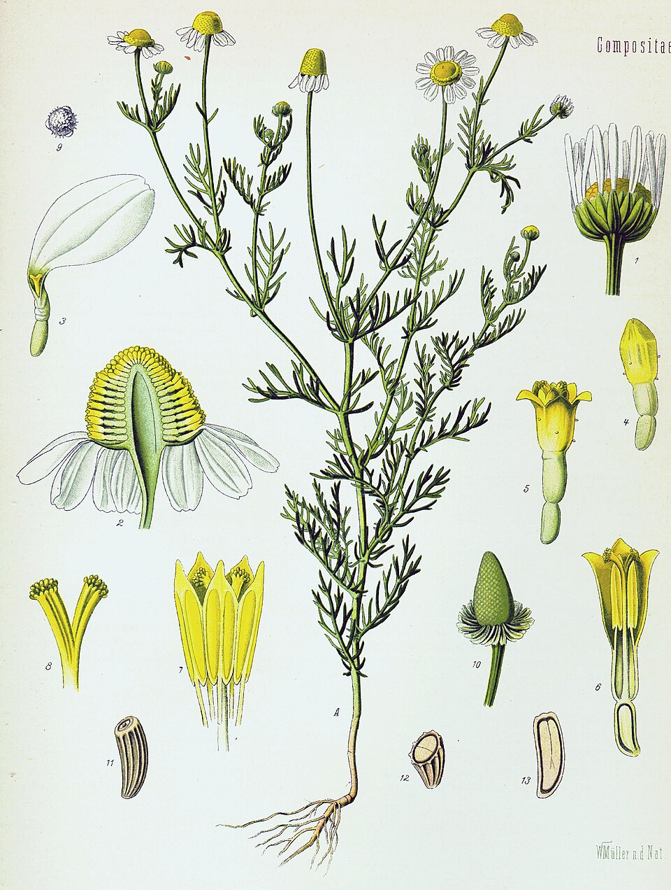 Chamomile Calm