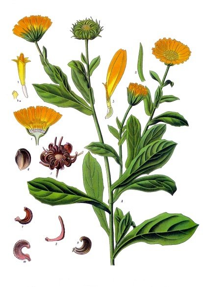 The Botanical Box