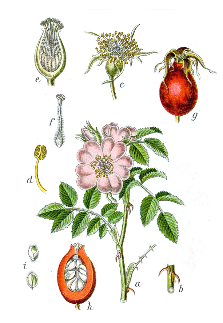 Rosehip Vitality