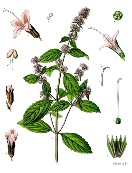 Peppermint